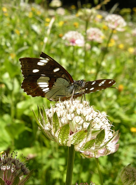 Limenitis reducta e camilla